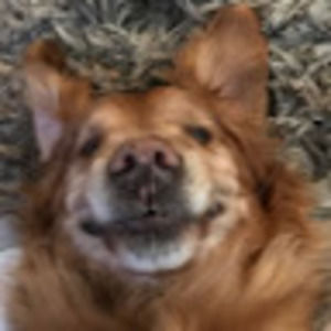 Meet your Posher, Baylie